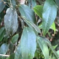 Piper trineuron Miq.